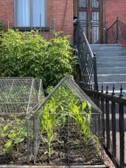 Chicken Wire Crop Coop 25 Chicken Wire Crop Coop -Gardening Supplies 8609080 02CUST tif