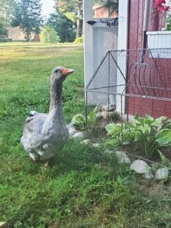 Chicken Wire Crop Coop 23 Chicken Wire Crop Coop -Gardening Supplies 8609080 02IN tif