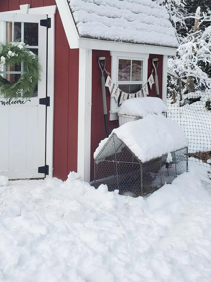 Chicken Wire Crop Coop 12 Chicken Wire Crop Coop - Image 10