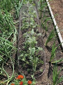 Chicken Wire Row Cloche Expandable Extra Large 3N1 12 Chicken Wire Row Cloche Expandable Extra Large 3N1 -Gardening Supplies 8609412 5903 tif