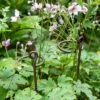 Arden Single Stem Supports, Set Of 2 1 Arden Single Stem Supports, Set Of 2 -Gardening Supplies 8609887 8022 tif