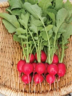 Family Garden Organic Seed Collection, Set Of 7 14 Family Garden Organic Seed Collection, Set Of 7 -Gardening Supplies 8610262 Cherry Belle Radish 06V tif