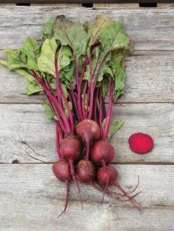 Family Garden Organic Seed Collection, Set Of 7 15 Family Garden Organic Seed Collection, Set Of 7 -Gardening Supplies 8610262 Detroit Dark Red Beet 03V tif