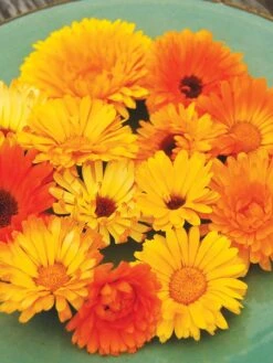 Family Garden Organic Seed Collection, Set Of 7 13 Family Garden Organic Seed Collection, Set Of 7 -Gardening Supplies 8610262 Pacific Beauty Calendula 07V tif