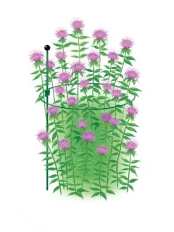 New Arrival -Gardening Supplies 8610383 Peacock15x30 tif