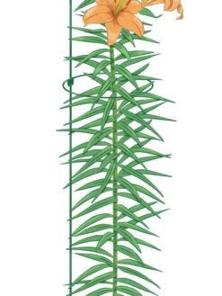 New Arrival -Gardening Supplies 8610388 Peacock8x36 tif