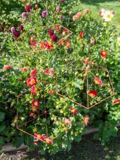 Parasol Plant Supports, Set Of 3 -Gardening Supplies 8611129 050 tif