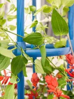 Fleur De Lis Obelisk, 67" -Gardening Supplies 8611663 0607 tif