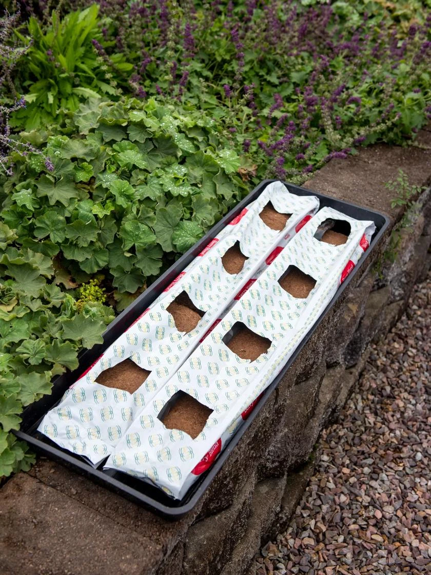 Berry Blend Coir Grow Bag, Set Of 2 5 Berry Blend Coir Grow Bag, Set Of 2 - Image 3