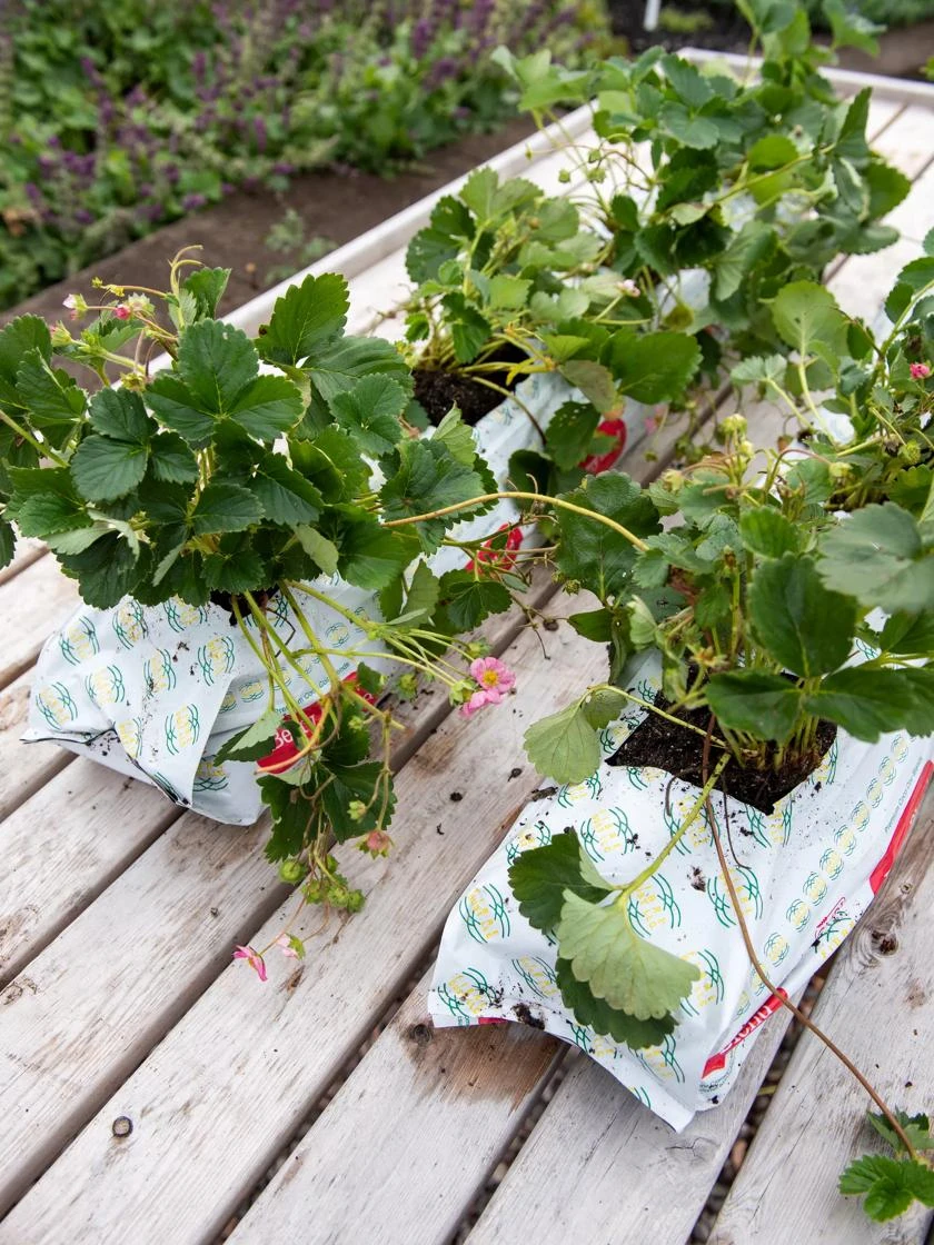 Berry Blend Coir Grow Bag, Set Of 2 4 Berry Blend Coir Grow Bag, Set Of 2 - Image 2