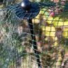 Bird-Safe Woven Bird Netting -Gardening Supplies 8611981 1747 tif