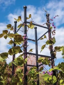 Essex Square Obelisk 10 Essex Square Obelisk -Gardening Supplies 8611984 354 tif