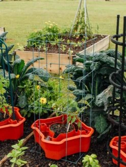 Deluxe Tomato Halos, Set Of 2 -Gardening Supplies 8612045 226 tif