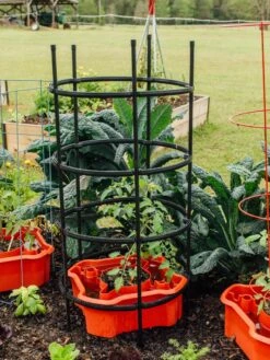 Deluxe Tomato Halos, Set Of 2 -Gardening Supplies 8612045 228 tif