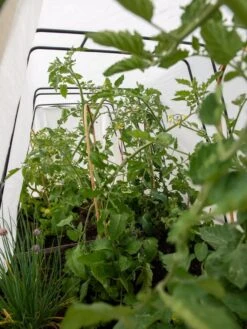 Cotton All Purpose Garden Cover 10 Cotton All Purpose Garden Cover -Gardening Supplies 8612815 0039 tif