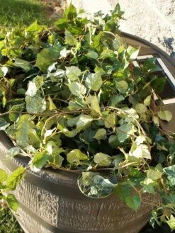 Round Rain Barrel With Planter, 35 Gallons 12 Round Rain Barrel With Planter, 35 Gallons -Gardening Supplies 8612856WALNT 03V tif