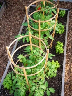 Bamboo Tomato Cages, Set Of 3 13 Bamboo Tomato Cages, Set Of 3 -Gardening Supplies 8613426 6916