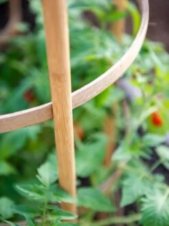 Bamboo Tomato Cages, Set Of 3 16 Bamboo Tomato Cages, Set Of 3 -Gardening Supplies 8613426 6924