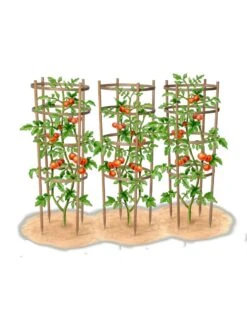 Bamboo Tomato Cages, Set Of 3 18 Bamboo Tomato Cages, Set Of 3 -Gardening Supplies 8613426 art