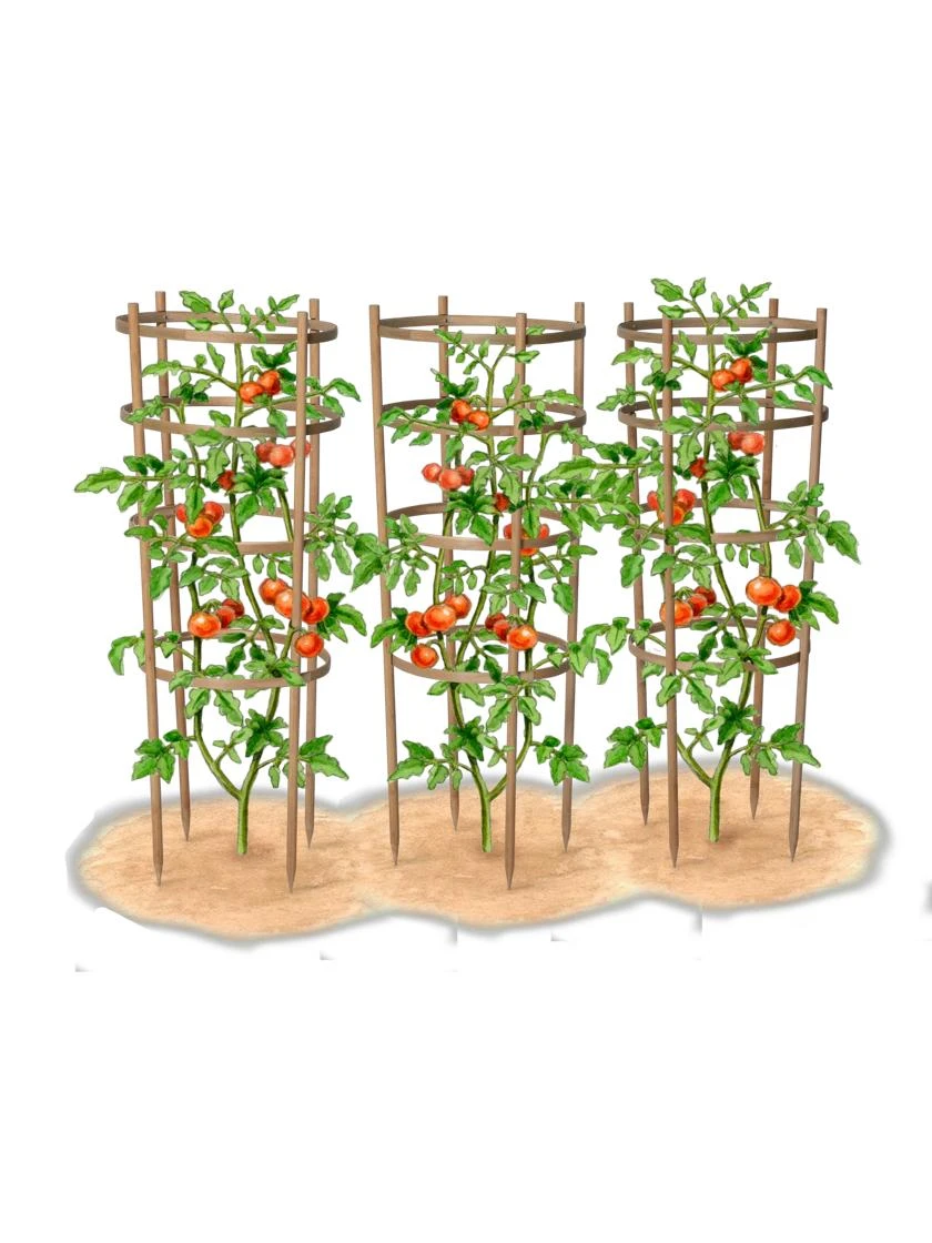 Bamboo Tomato Cages, Set Of 3 10 Bamboo Tomato Cages, Set Of 3 - Image 8