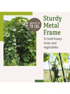 Titan Squash Tunnel -Gardening Supplies B07932DMCR plantsupport benefits 2