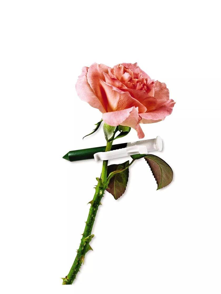 Garlic Clips, Set Of 25 3 Garlic Clips, Set Of 25