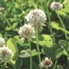 White Clover Seed, 1/2 Lb. 2 White Clover Seed, 1/2 Lb. -Gardening Supplies GS35957 01K