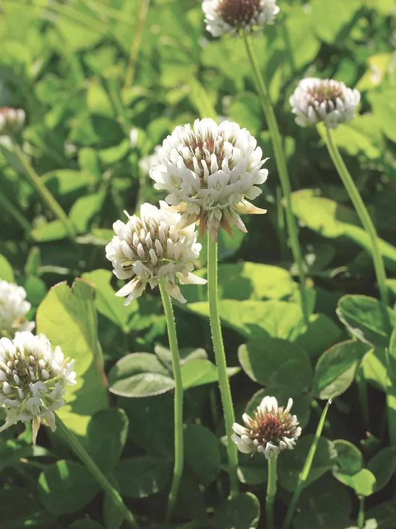 White Clover Seed, 1/2 Lb. 3 White Clover Seed, 1/2 Lb.