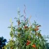 Rainbow Spiral Supports, Set Of 5 2 Rainbow Spiral Supports, Set Of 5 -Gardening Supplies GS36377 01 tif