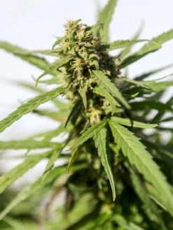 Hemp Success Kit 16 Hemp Success Kit -Gardening Supplies Hemp 0065 tif