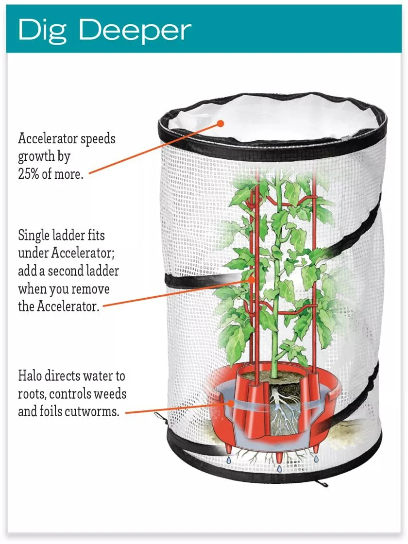 Tomato TLC Kits, Set Of 3 7 Tomato TLC Kits, Set Of 3 - Image 5